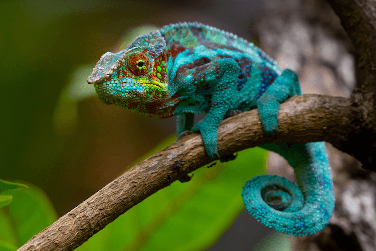 The 15 Best Chameleon Species for Pet Owners