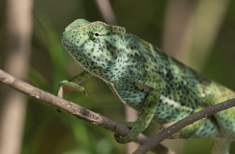 The 15 Best Chameleon Species for Pet Owners