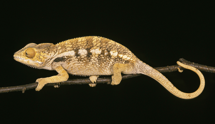The 15 Best Chameleon Species for Pet Owners