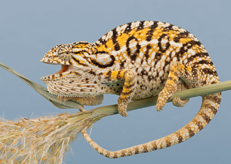 The 15 Best Chameleon Species for Pet Owners