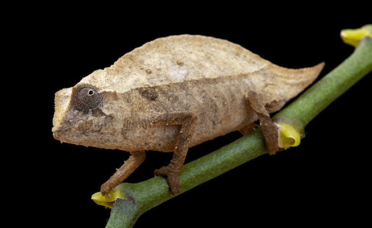 The 15 Best Chameleon Species for Pet Owners