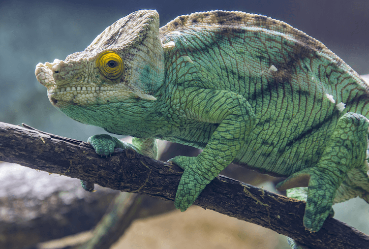 The 15 Best Chameleon Species for Pet Owners