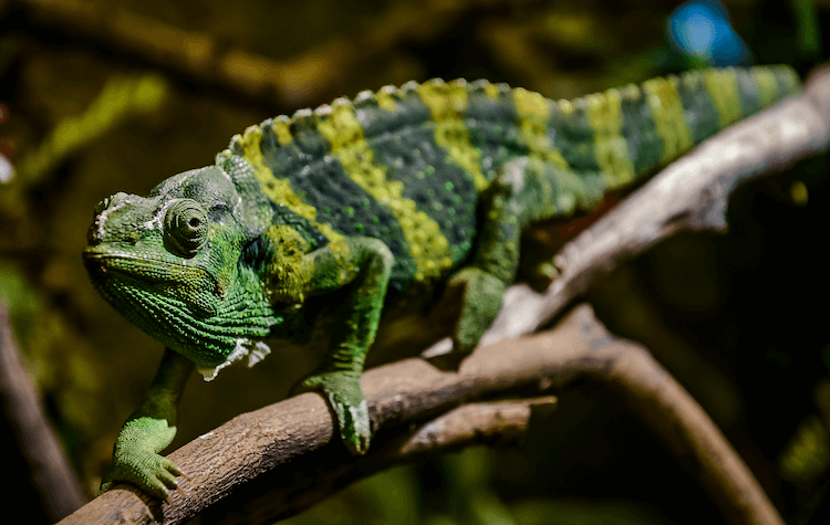 The 15 Best Chameleon Species for Pet Owners