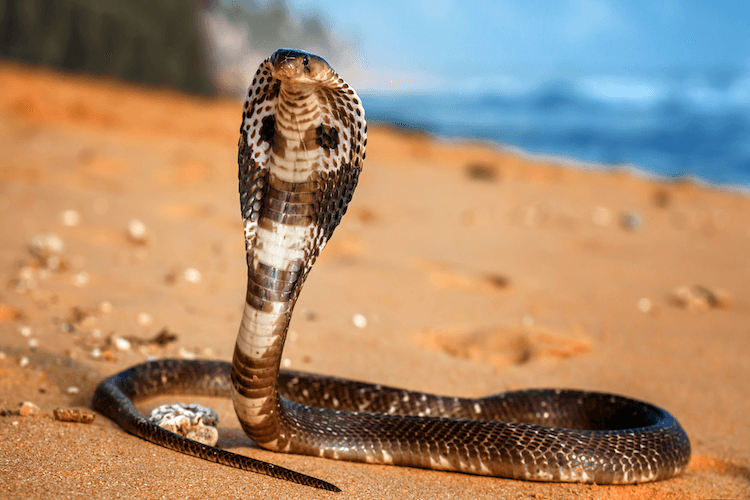 13 Deadliest Venomous Snakes Worldwide