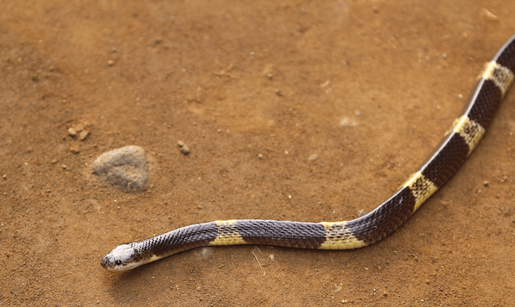 13 Deadliest Venomous Snakes Worldwide