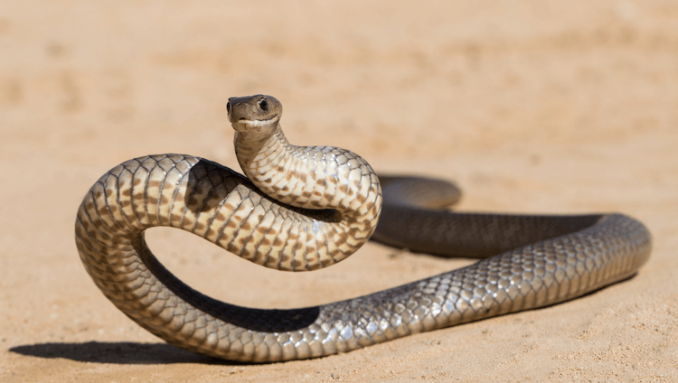 13 Deadliest Venomous Snakes Worldwide