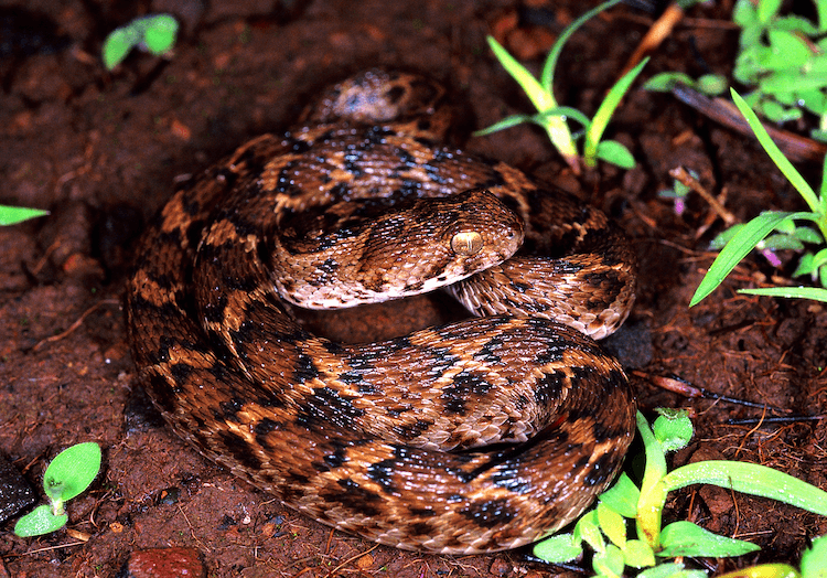 13 Deadliest Venomous Snakes Worldwide
