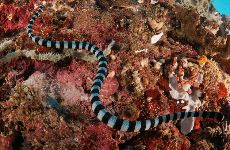 13 Deadliest Venomous Snakes Worldwide