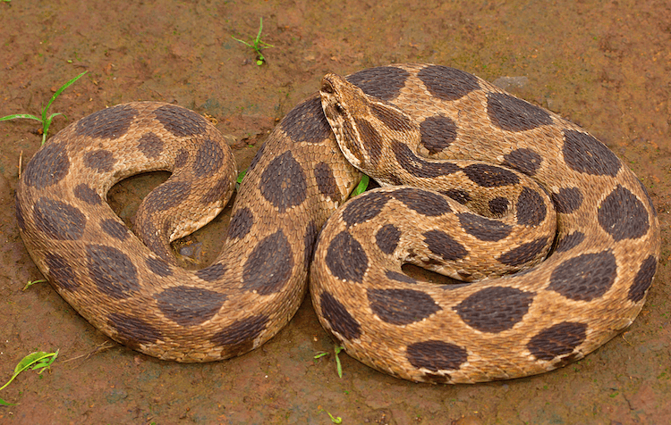 13 Deadliest Venomous Snakes Worldwide