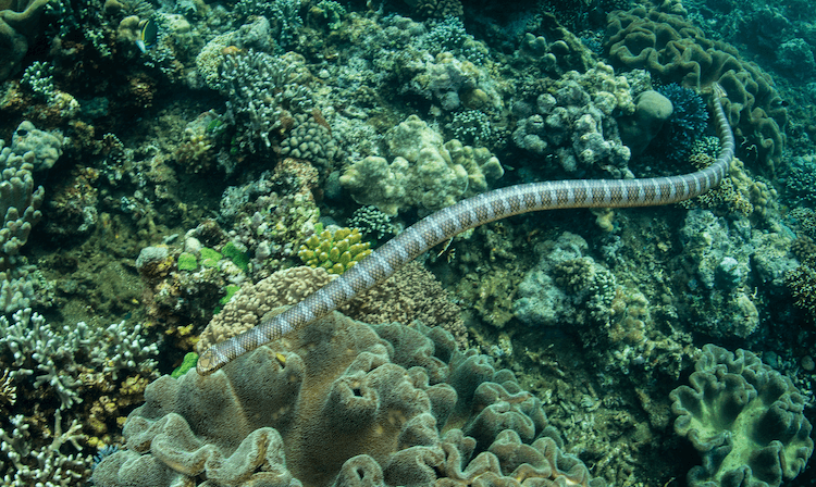 13 Deadliest Venomous Snakes Worldwide