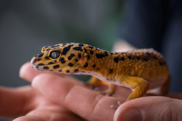 15 Beginner-Friendly Pet Lizards: Easy Care & Vibrant Color