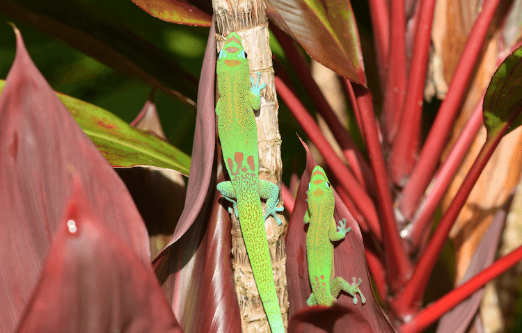 15 Beginner-Friendly Pet Lizards: Easy Care & Vibrant Color