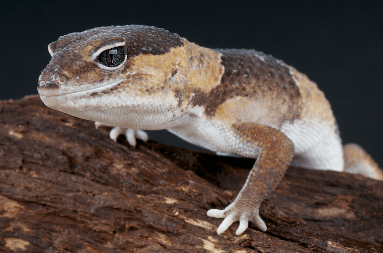 15 Beginner-Friendly Pet Lizards: Easy Care & Vibrant Color