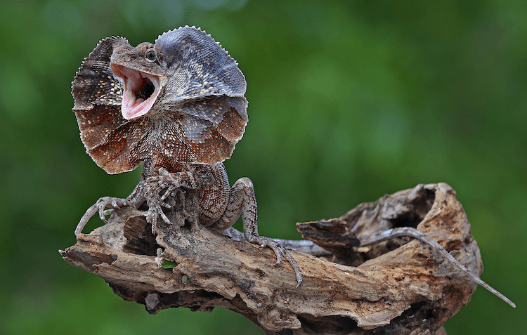 15 Beginner-Friendly Pet Lizards: Easy Care & Vibrant Color