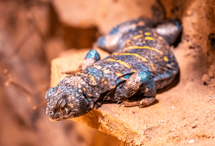 15 Beginner-Friendly Pet Lizards: Easy Care & Vibrant Color