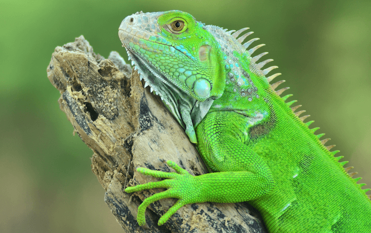 15 Beginner-Friendly Pet Lizards: Easy Care & Vibrant Color