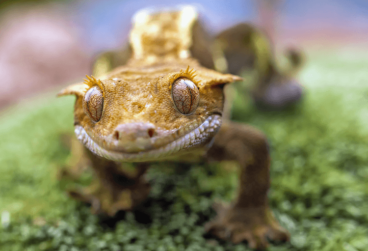 15 Beginner-Friendly Pet Lizards: Easy Care & Vibrant Color