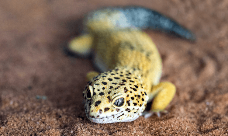 15 Beginner-Friendly Pet Lizards: Easy Care & Vibrant Color