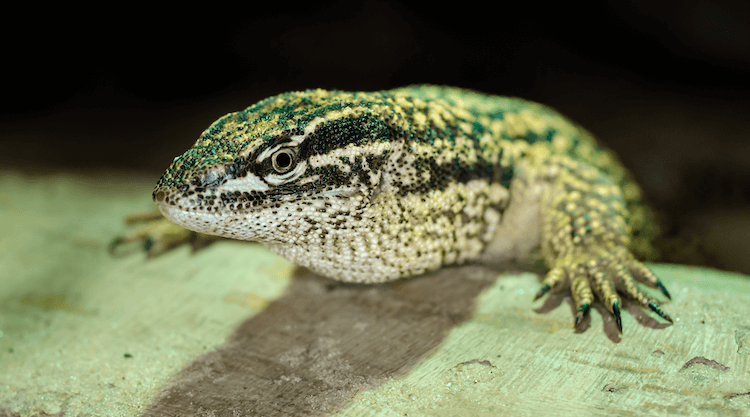 15 Beginner-Friendly Pet Lizards: Easy Care & Vibrant Color