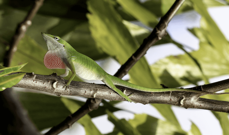 15 Beginner-Friendly Pet Lizards: Easy Care & Vibrant Color