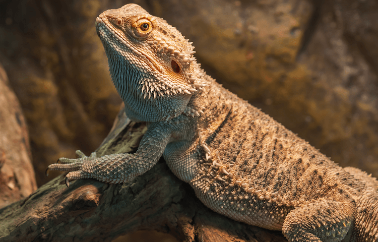 15 Beginner-Friendly Pet Lizards: Easy Care & Vibrant Color