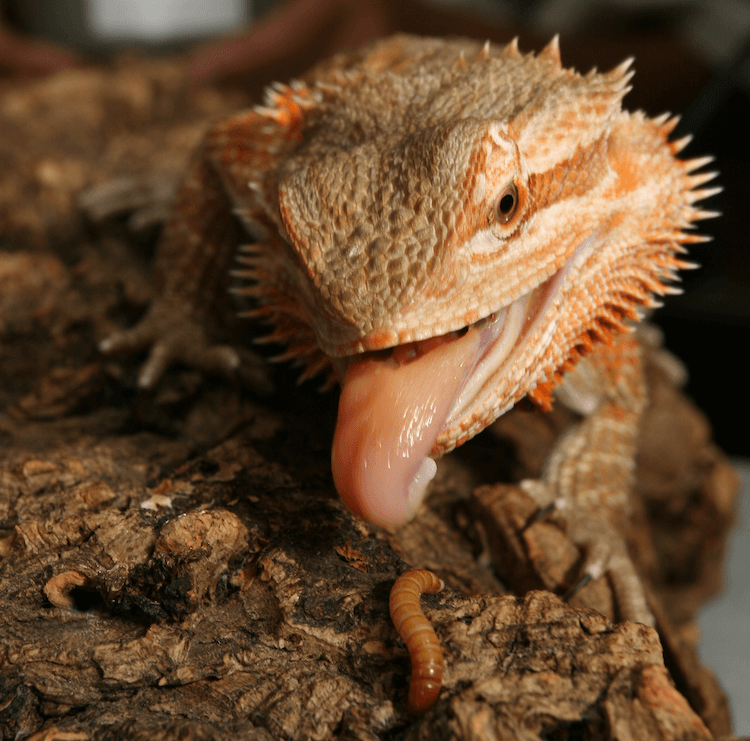 Comprehensive Bearded Dragon Diet Guide: Feeding Chart, Food List & Nutrition Tips
