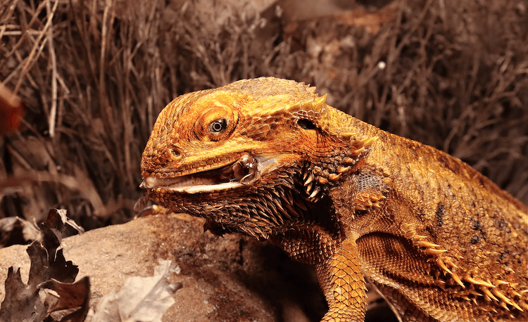 Comprehensive Bearded Dragon Diet Guide: Feeding Chart, Food List & Nutrition Tips