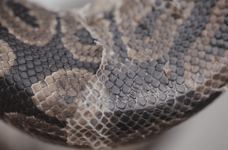 Complete Ball Python Care Guide: Housing, Lighting, Feeding & Essential Tips