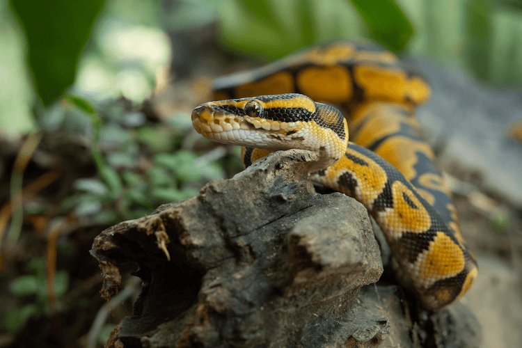 Complete Ball Python Care Guide: Housing, Lighting, Feeding & Essential Tips