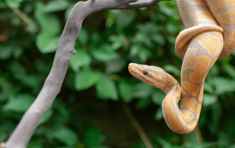Complete Ball Python Care Guide: Housing, Lighting, Feeding & Essential Tips