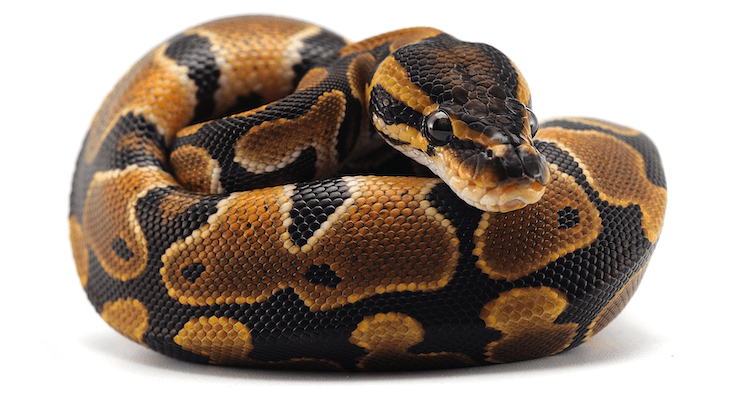 Complete Ball Python Care Guide: Housing, Lighting, Feeding & Essential Tips