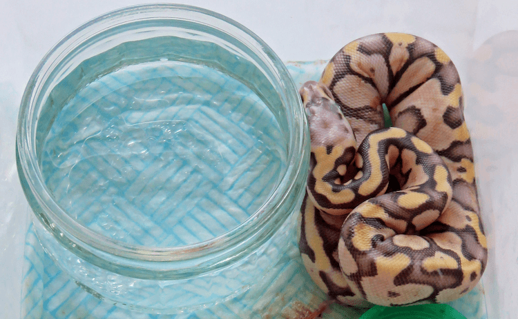 Ball Python Size Guide: Expected Length by Age