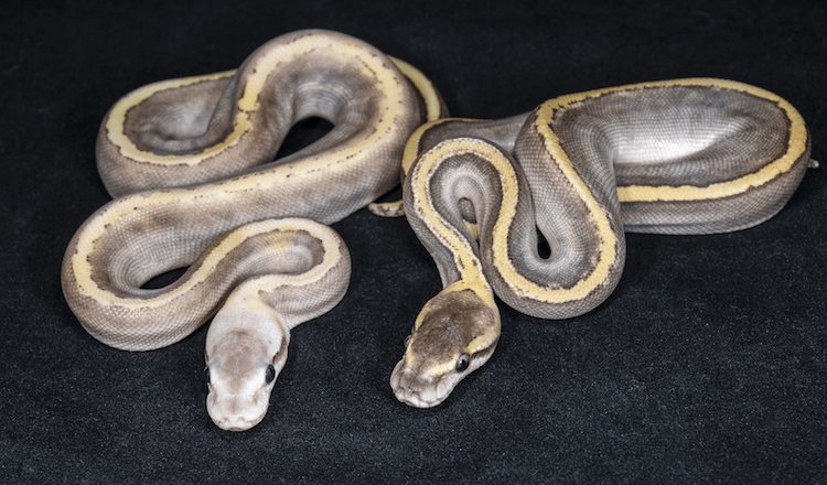 Ball Python Size Guide: Expected Length by Age