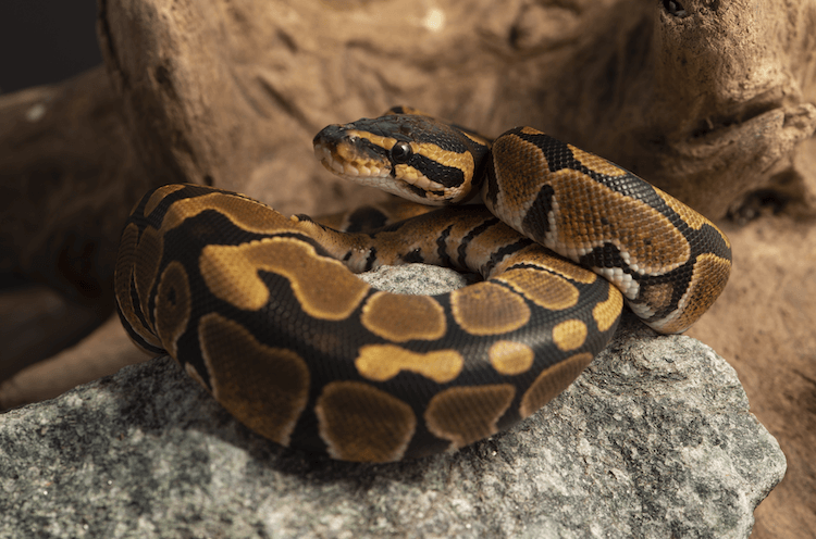 Ball Python Size Guide: Expected Length by Age