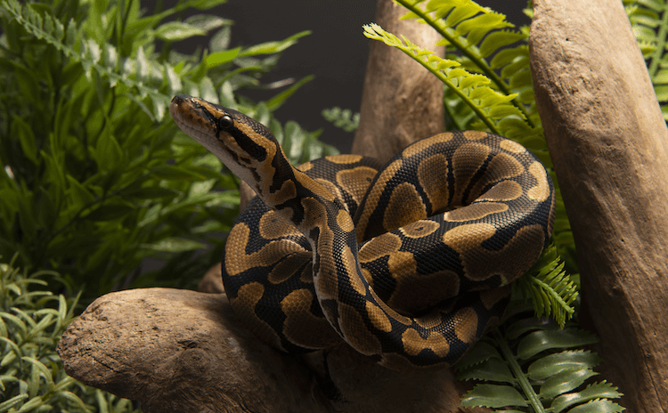 Ball Python Size Guide: Expected Length by Age