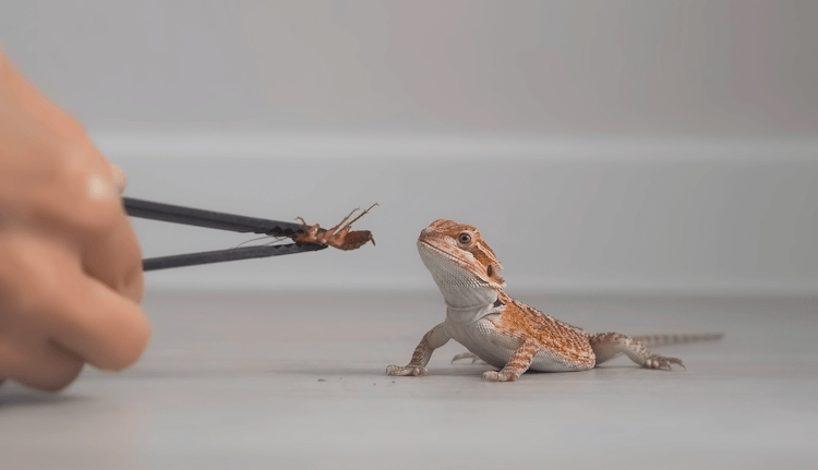7 Essential Care Tips for Your New Baby Bearded Dragon