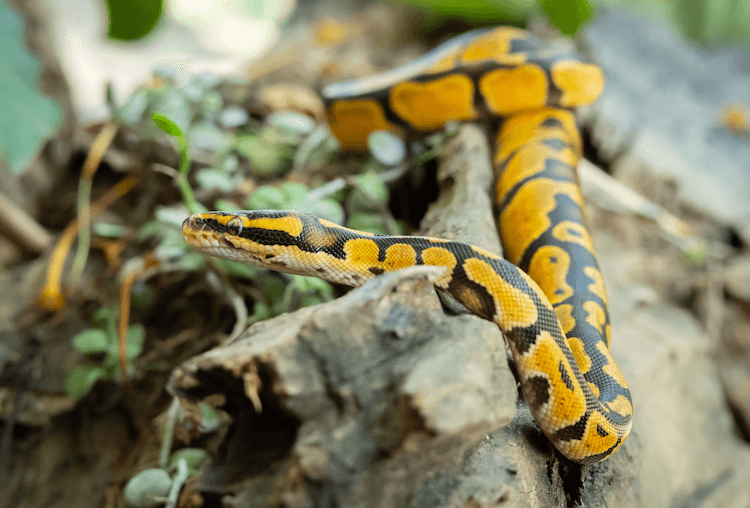 Ball Python Size Guide: Expected Length by Age