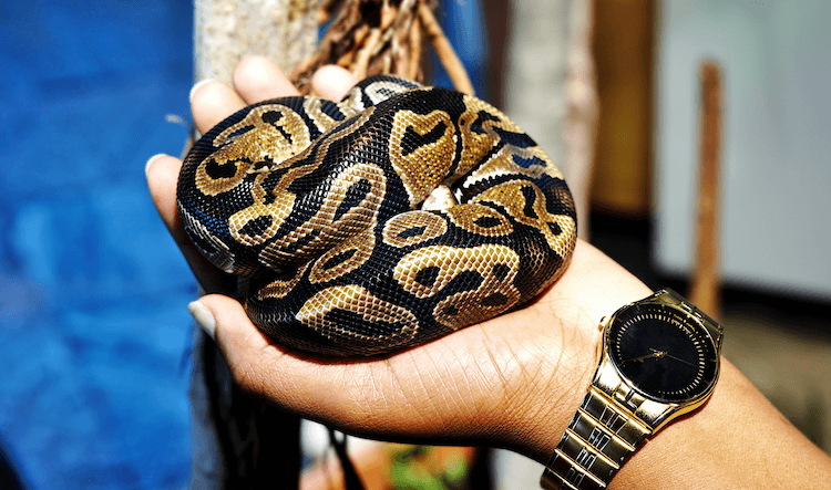 Ball Python Size Guide: Expected Length by Age
