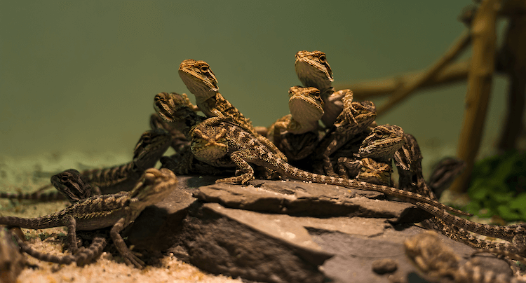 7 Essential Care Tips for Your New Baby Bearded Dragon