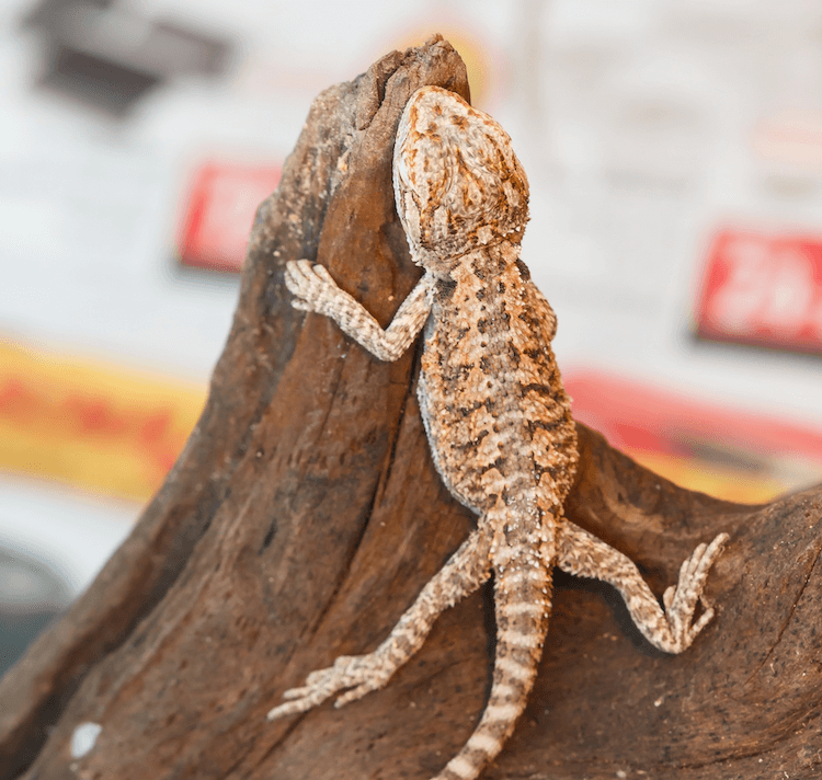 7 Essential Care Tips for Your New Baby Bearded Dragon