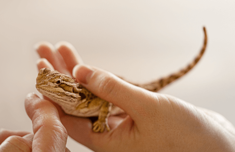 7 Essential Care Tips for Your New Baby Bearded Dragon