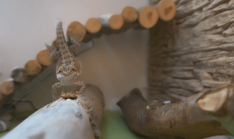 7 Essential Care Tips for Your New Baby Bearded Dragon