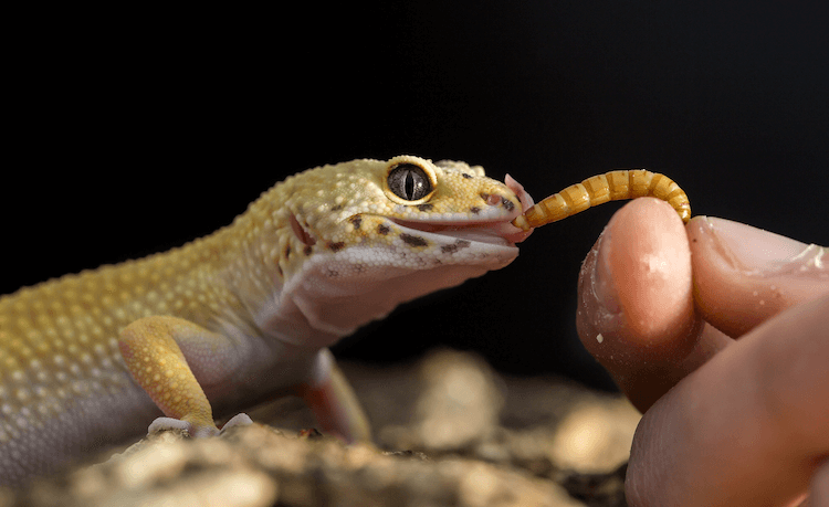 What Leopard Geckos Eat: A Complete Guide to Feeder Insects, Diet & Nutrition