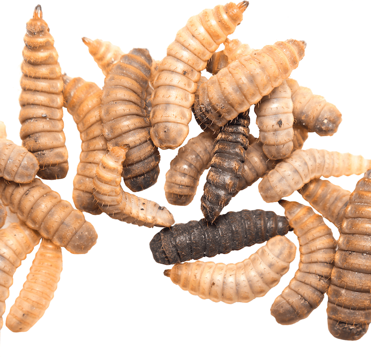 What Leopard Geckos Eat: A Complete Guide to Feeder Insects, Diet & Nutrition