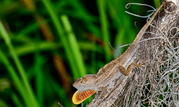 Florida Lizards: 25 Most Common Species & Their Photos