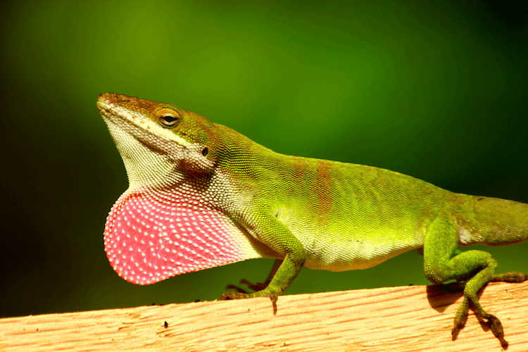 Florida Lizards: 25 Most Common Species & Their Photos