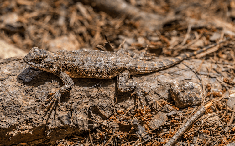 Florida Lizards: 25 Most Common Species & Their Photos