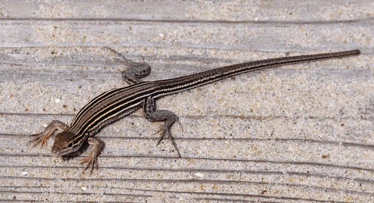 Florida Lizards: 25 Most Common Species & Their Photos