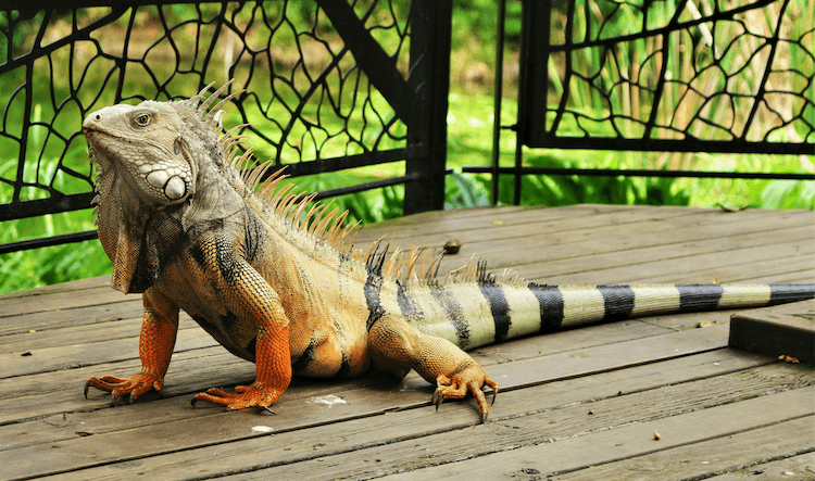 Florida Lizards: 25 Most Common Species & Their Photos