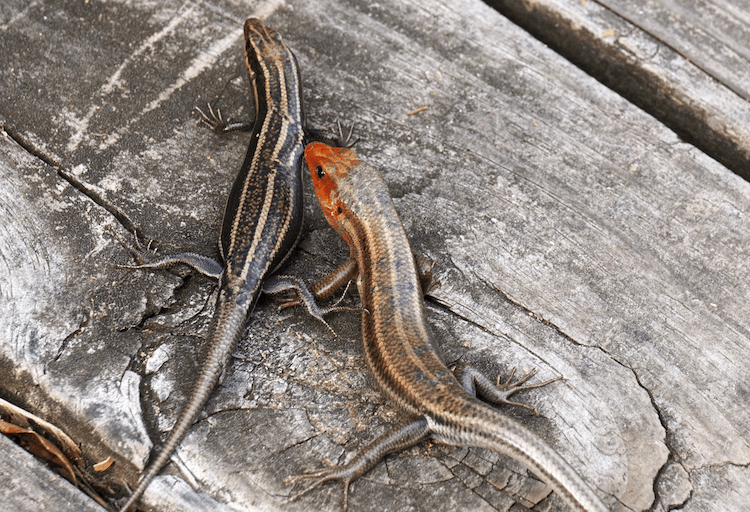 Florida Lizards: 25 Most Common Species & Their Photos